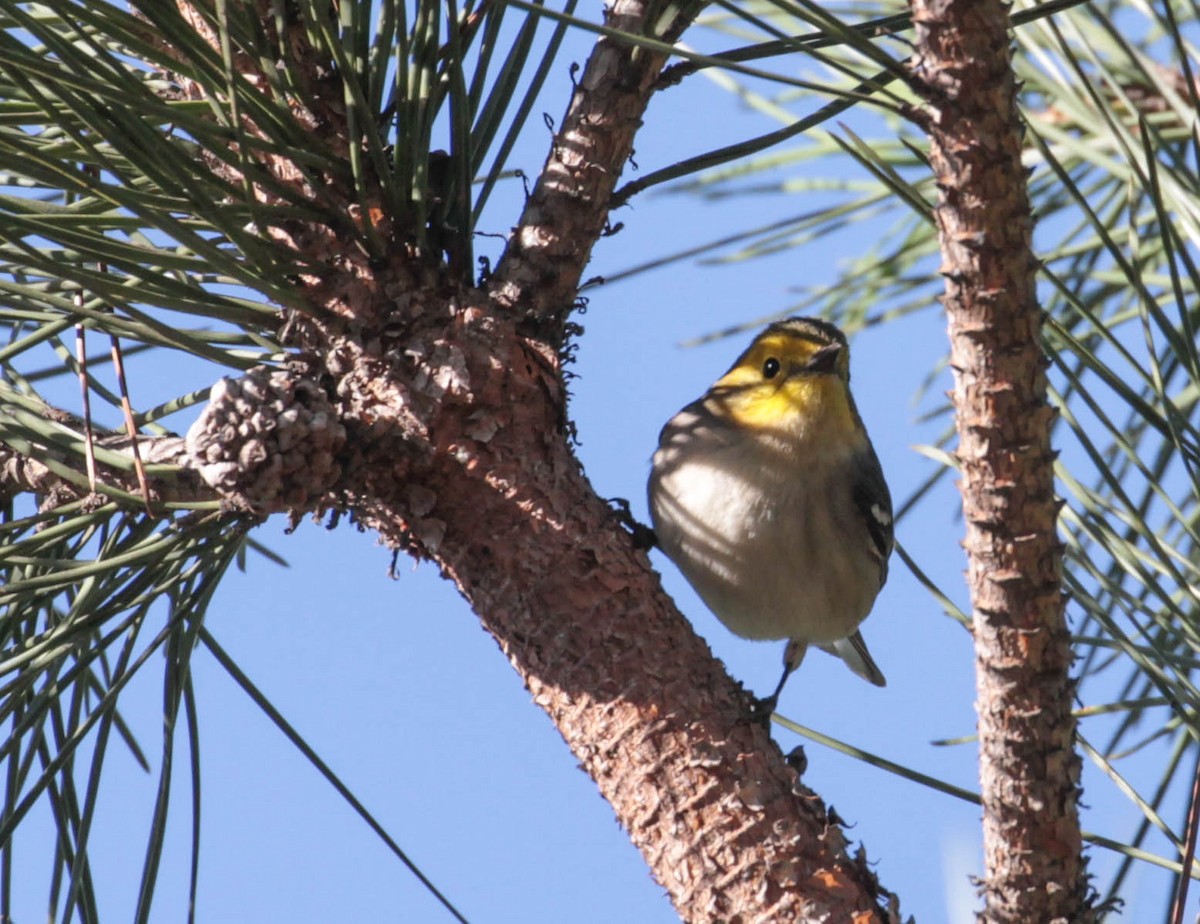 Paruline à tête jaune - ML386327951