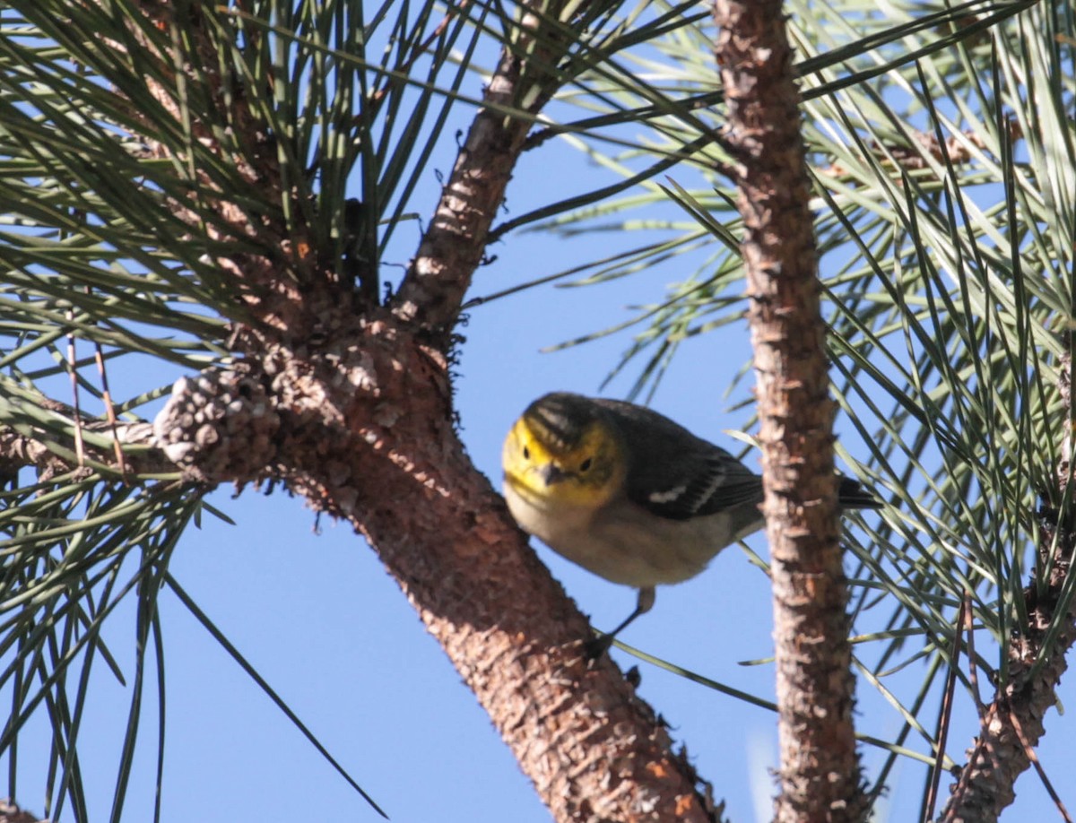 Hermit Warbler - ML386327971