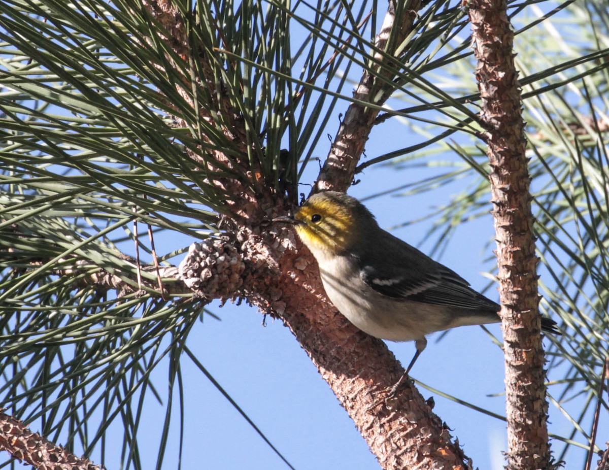 Hermit Warbler - ML386327981