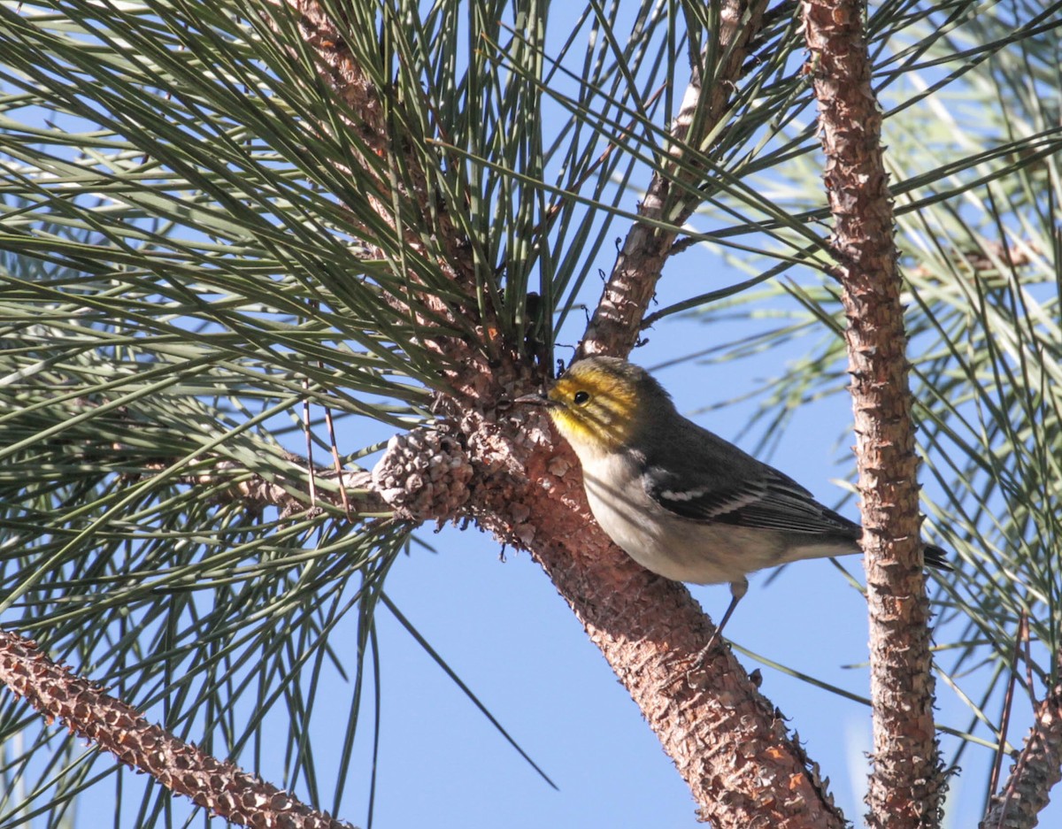 Hermit Warbler - ML386328011