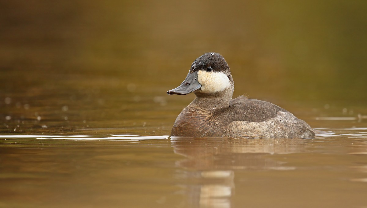 Ruddy Duck - ML38632851