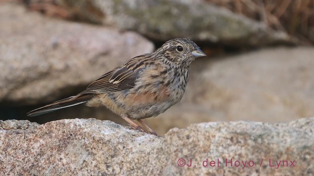 Rock Bunting - ML386329751