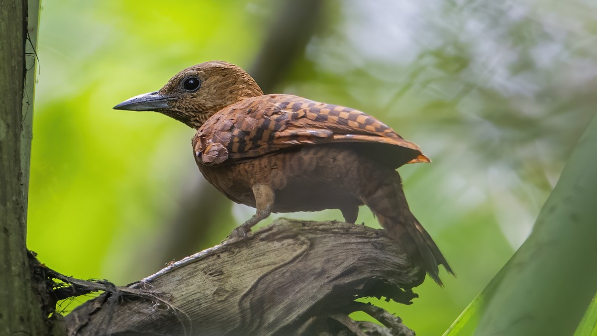 Rufous Woodpecker - ML386330001