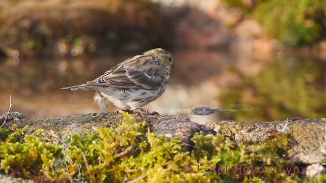 European Serin - ML386330251