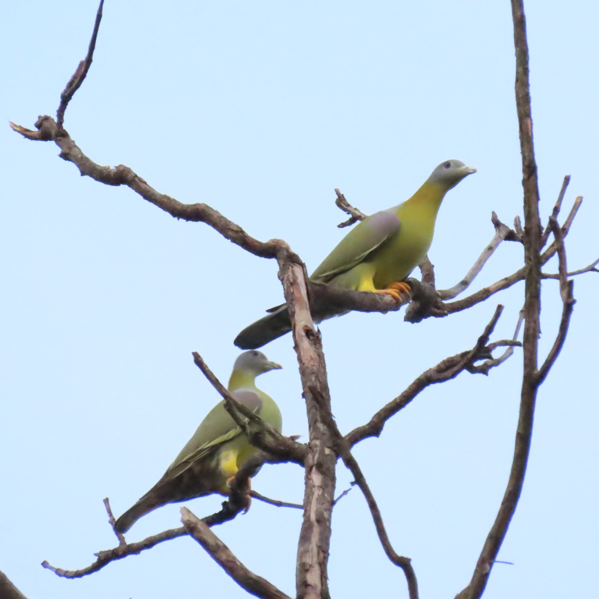 Yellow-footed Green-Pigeon - ML386330621