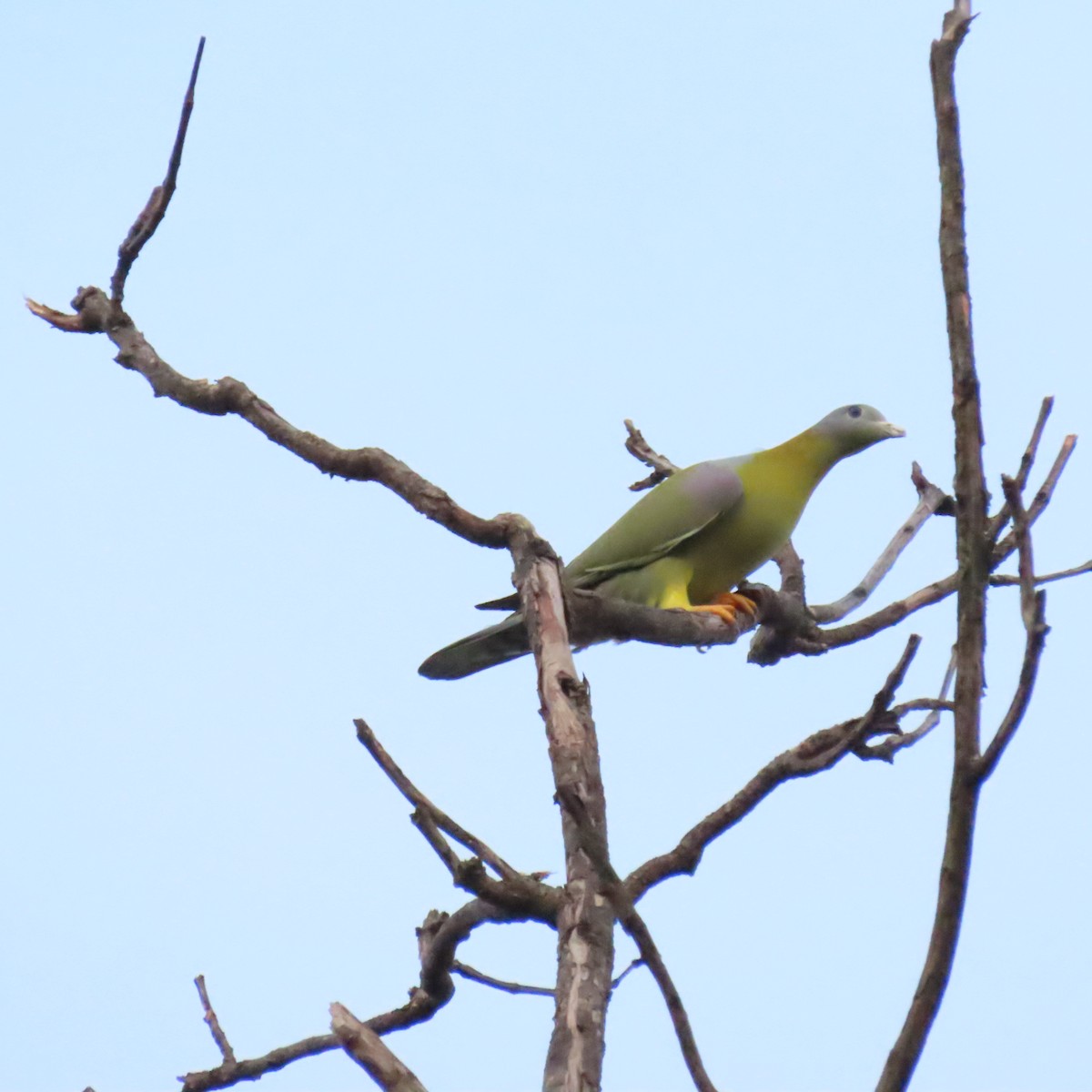 Yellow-footed Green-Pigeon - ML386330651