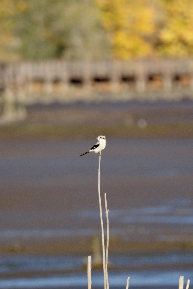 Pie-grièche boréale - ML386333881