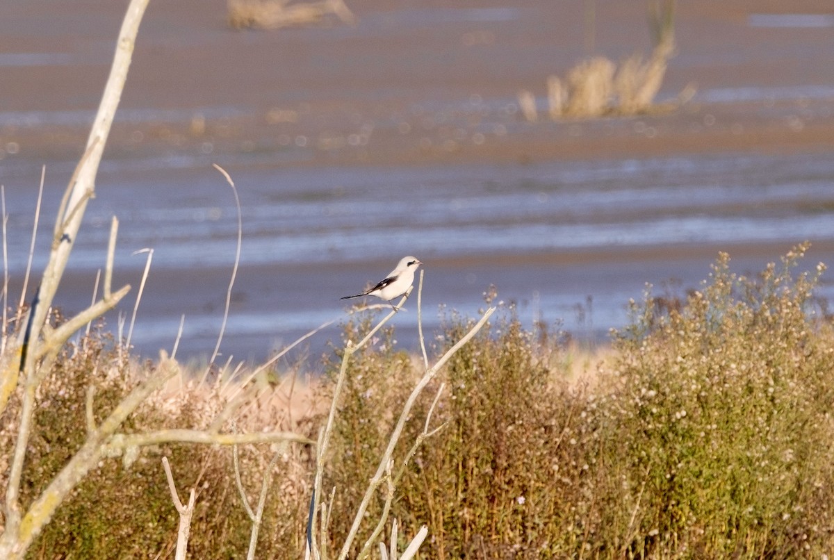 Northern Shrike - ML386333901