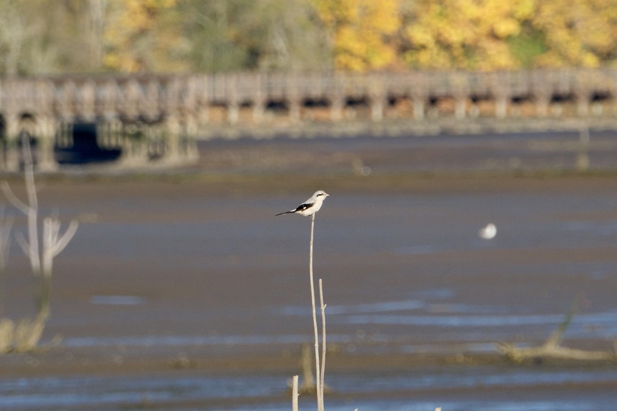 Northern Shrike - ML386333921