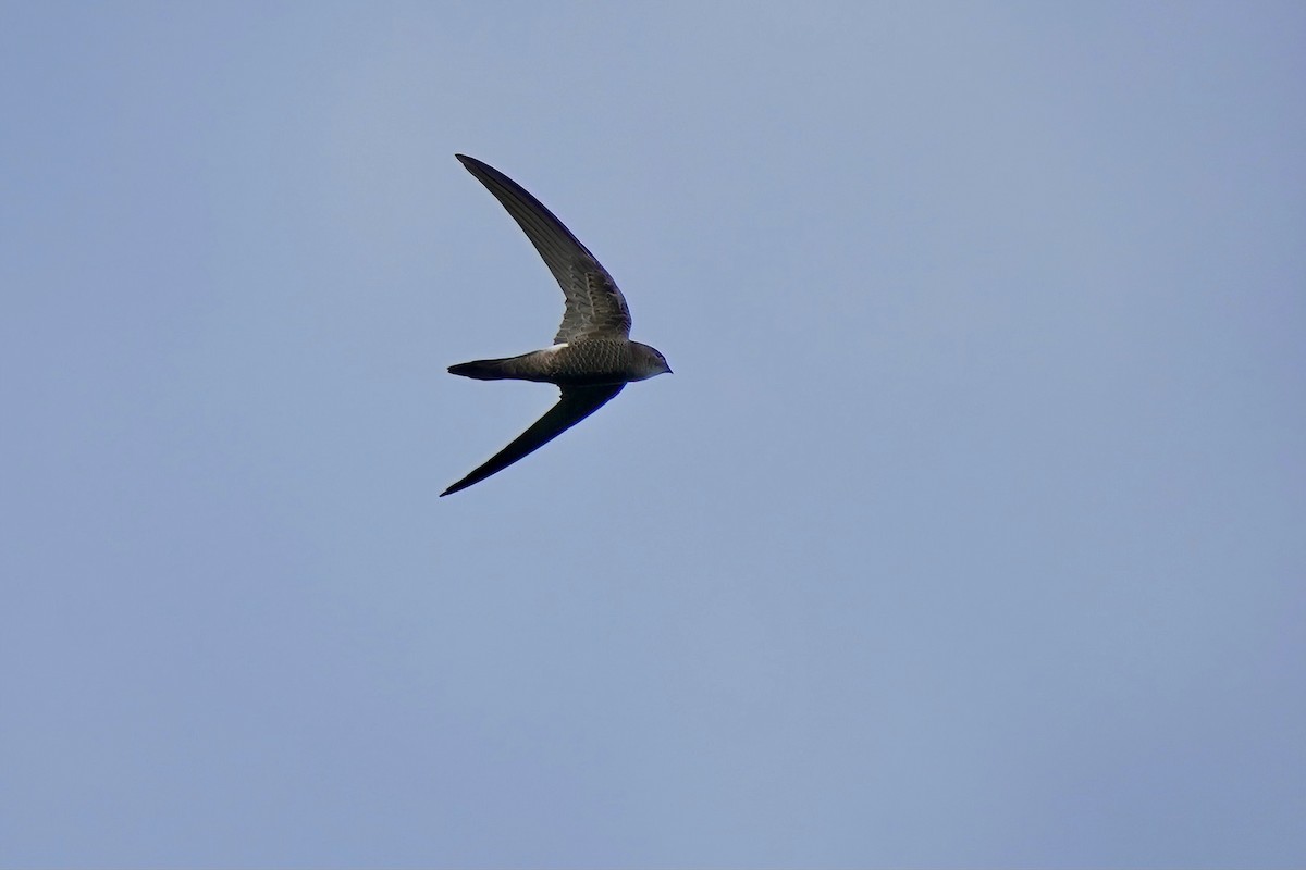 Pacific Swift - Fitri Adnan