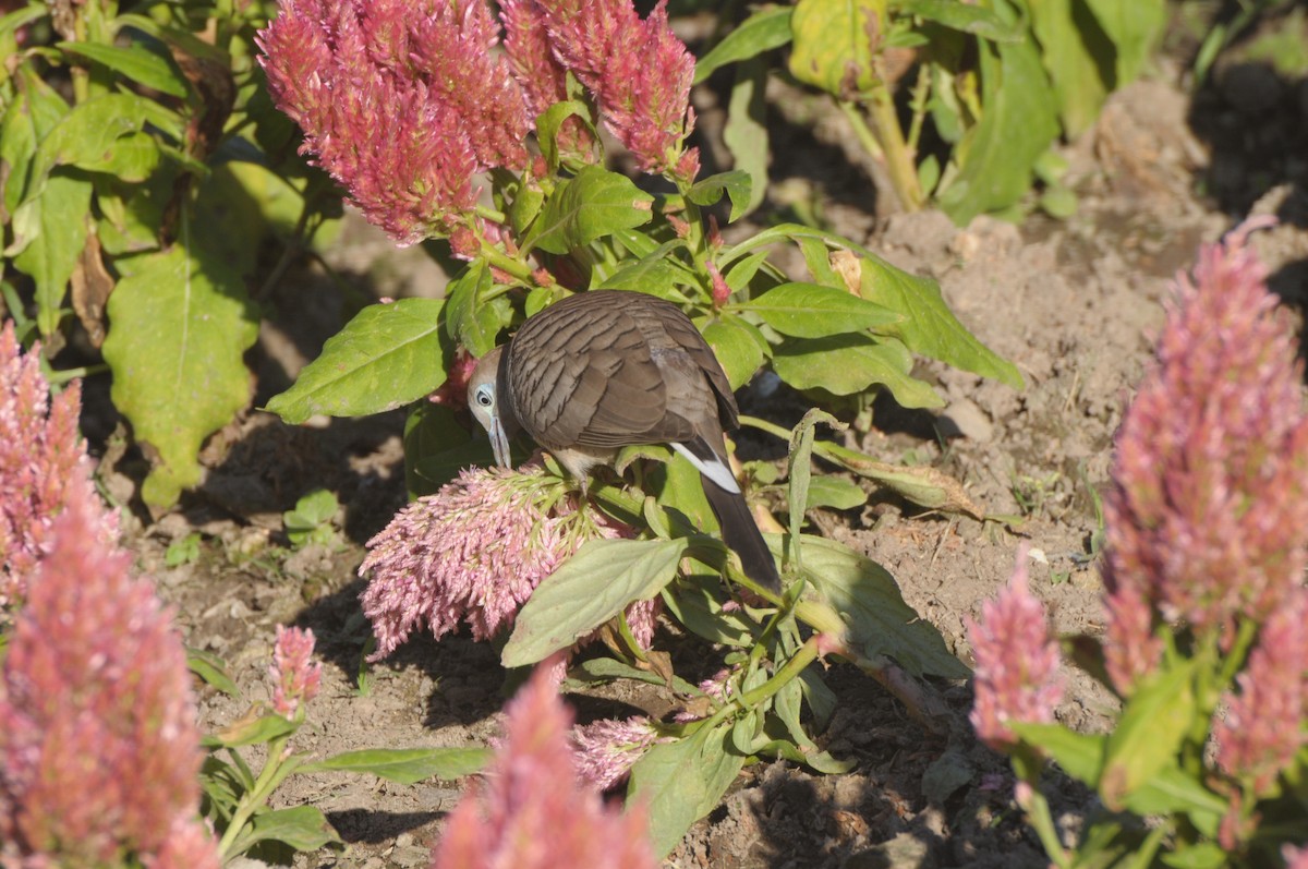 Zebra Dove - ML386334561