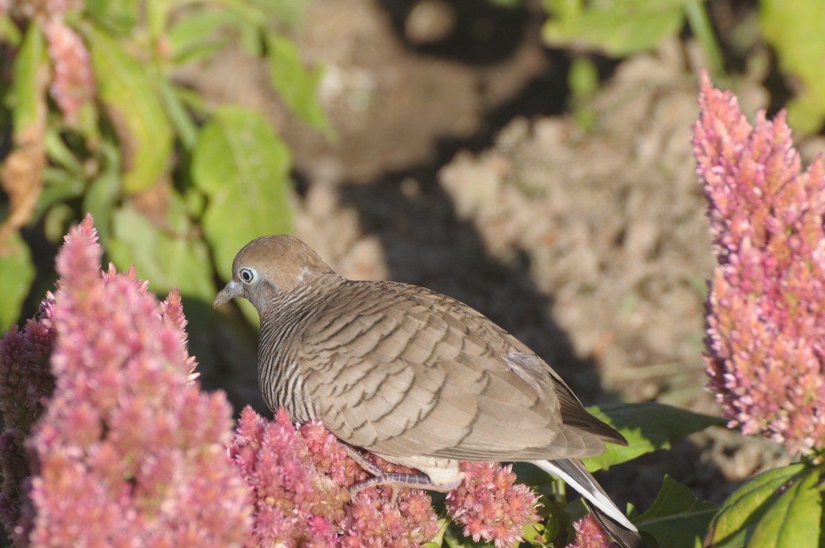 Zebra Dove - Tianhao Zhang