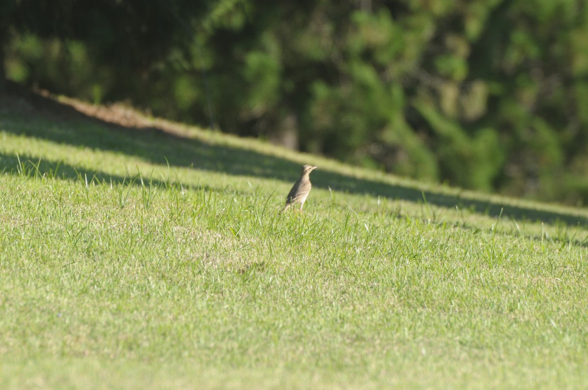 pipit sp. - Tianhao Zhang