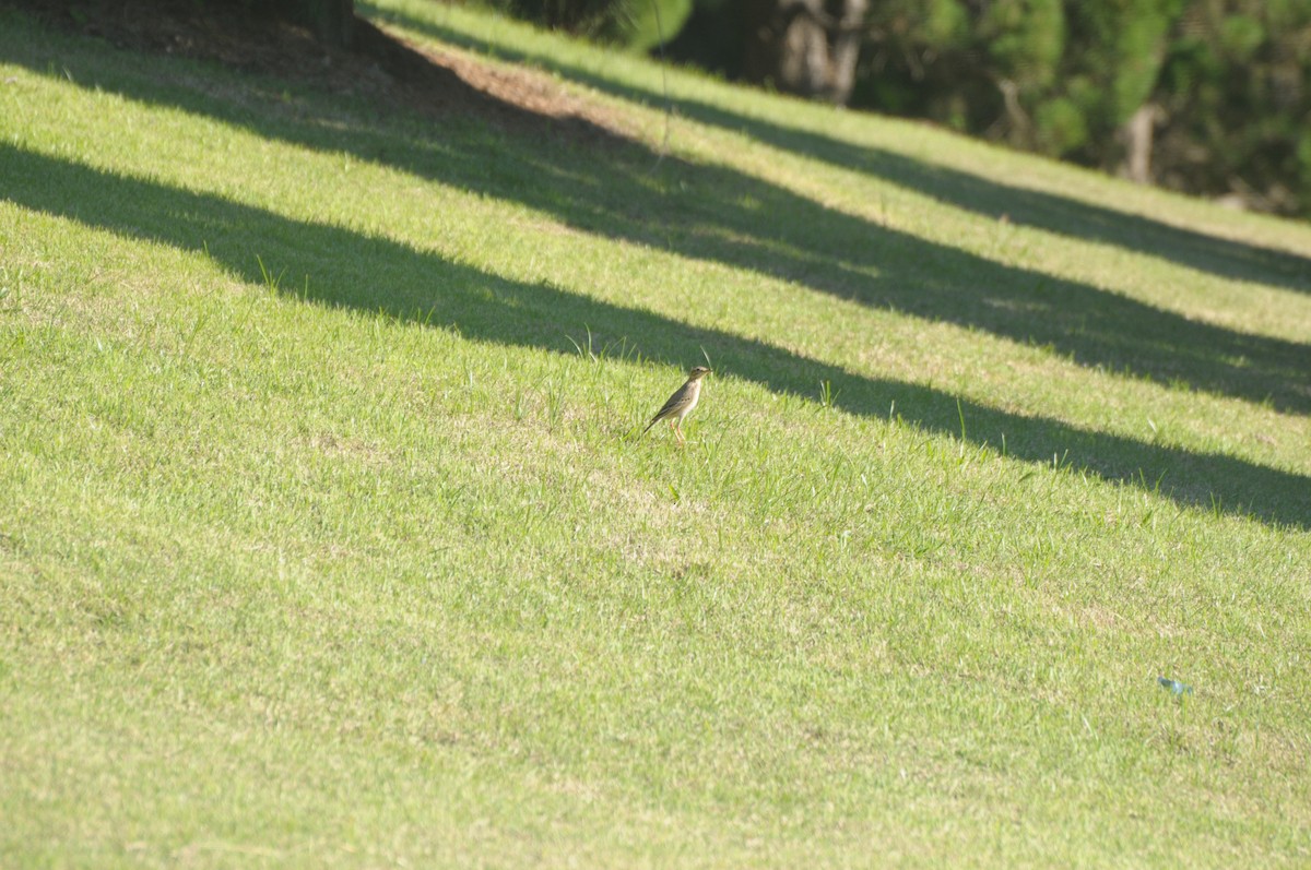 pipit sp. - Tianhao Zhang