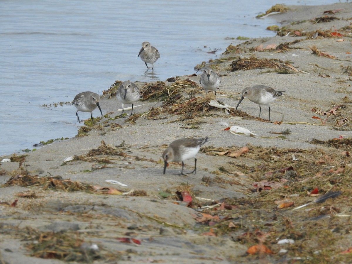 Dunlin - Sandi Jacques