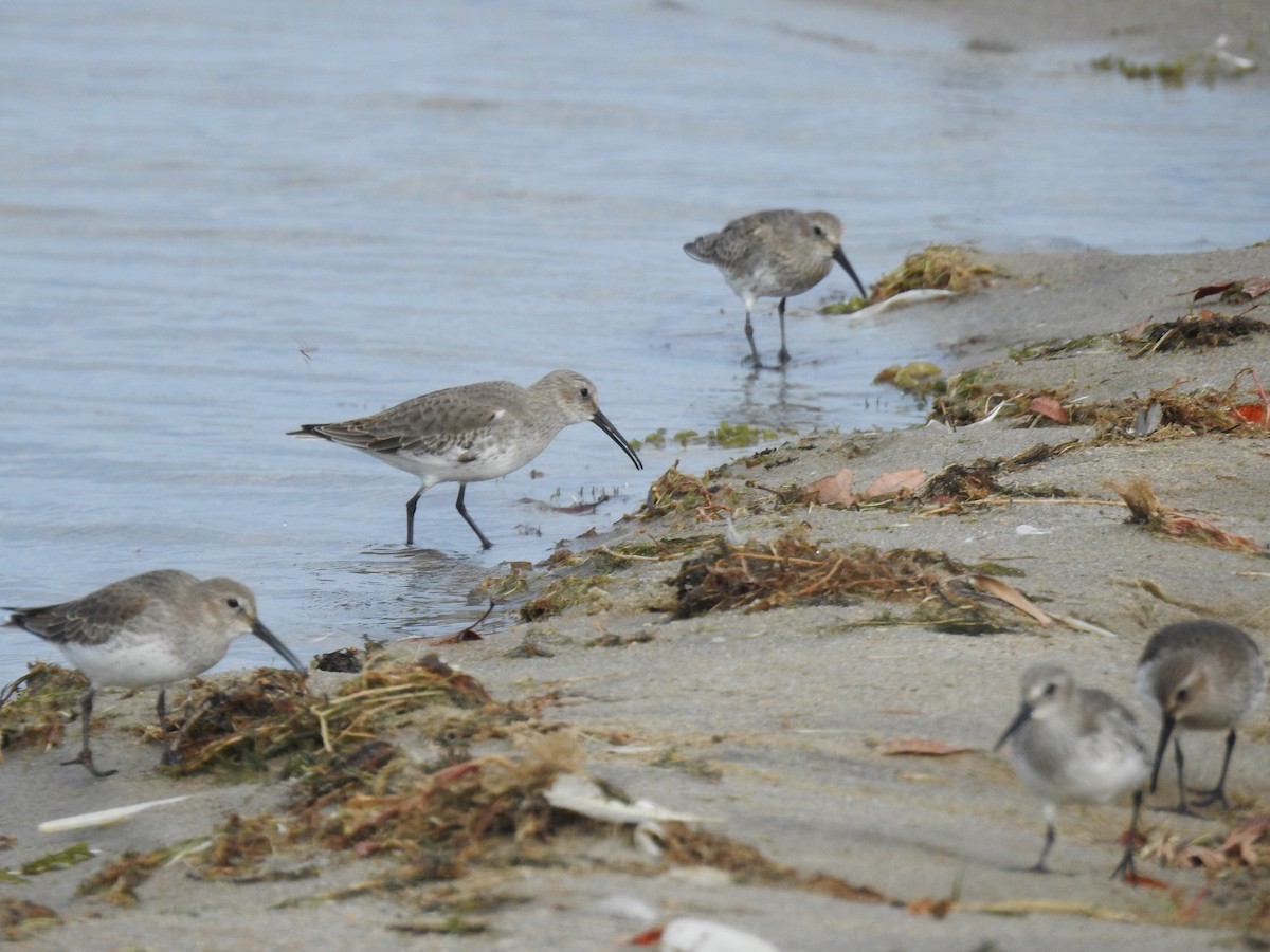 Dunlin - Sandi Jacques