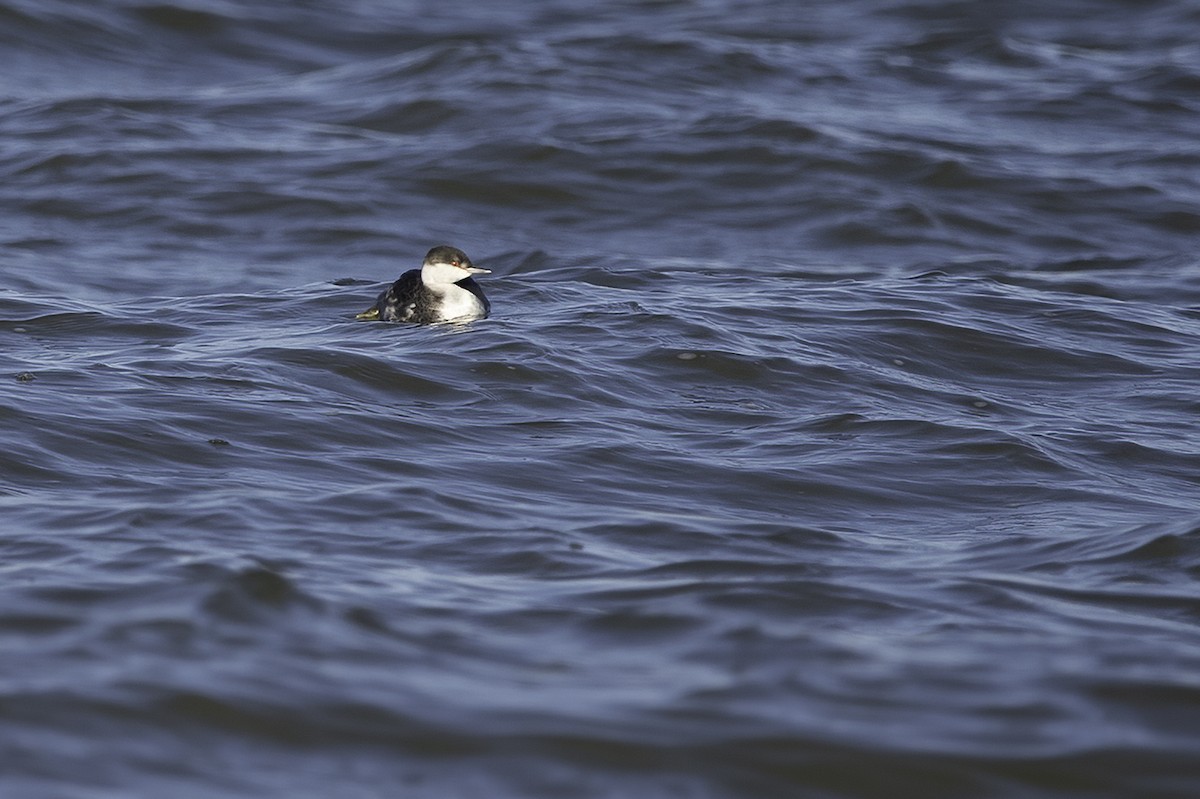 Horned Grebe - ML386336141