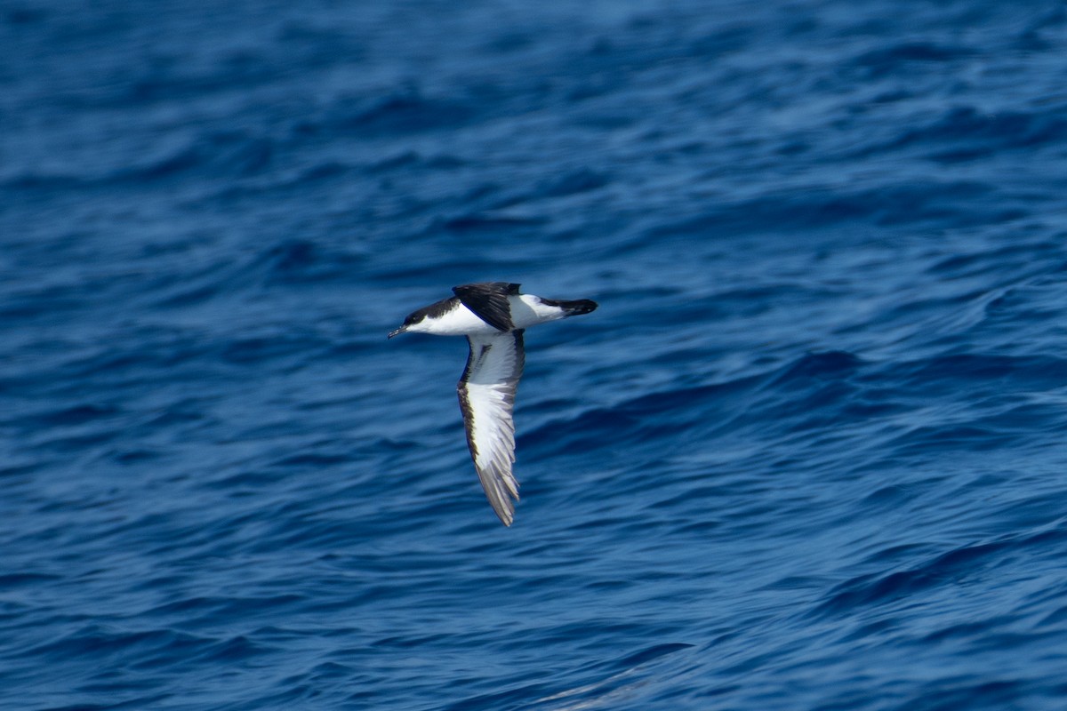 Puffin de Newell - ML386337271