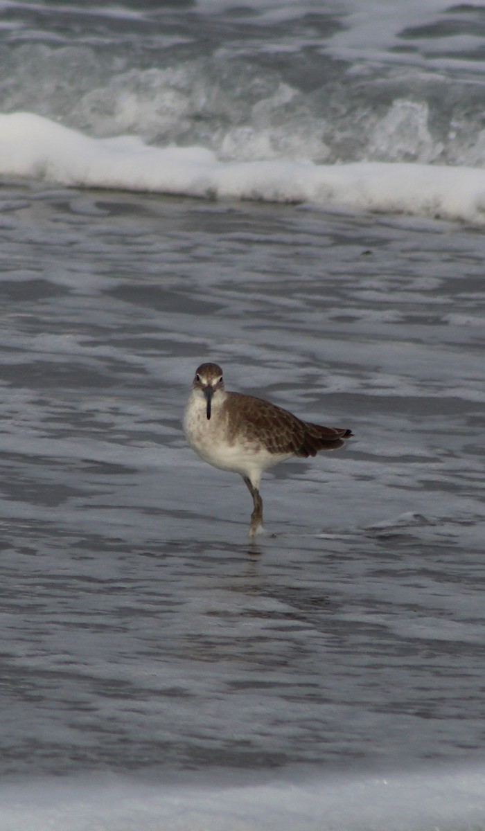 Willet - ML386337311