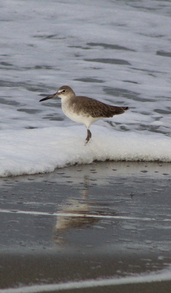 Willet - ML386337321