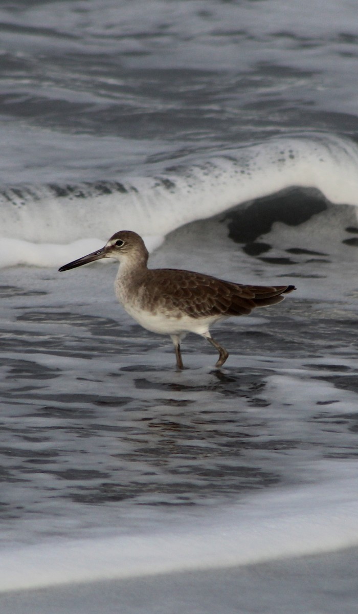 Willet - ML386337331