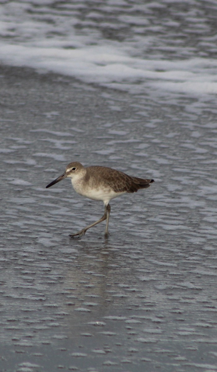 Willet - ML386337341