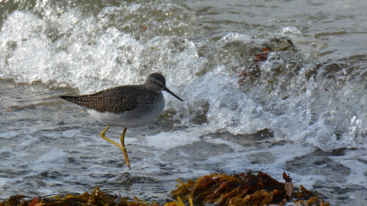 Greater Yellowlegs - ML38633801