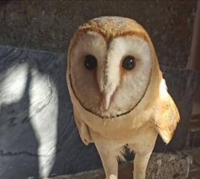 Barn Owl - ML386339411