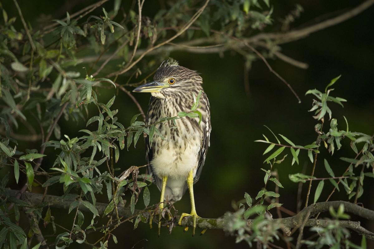 Black-crowned Night Heron (Eurasian) - Jérémy Calvo