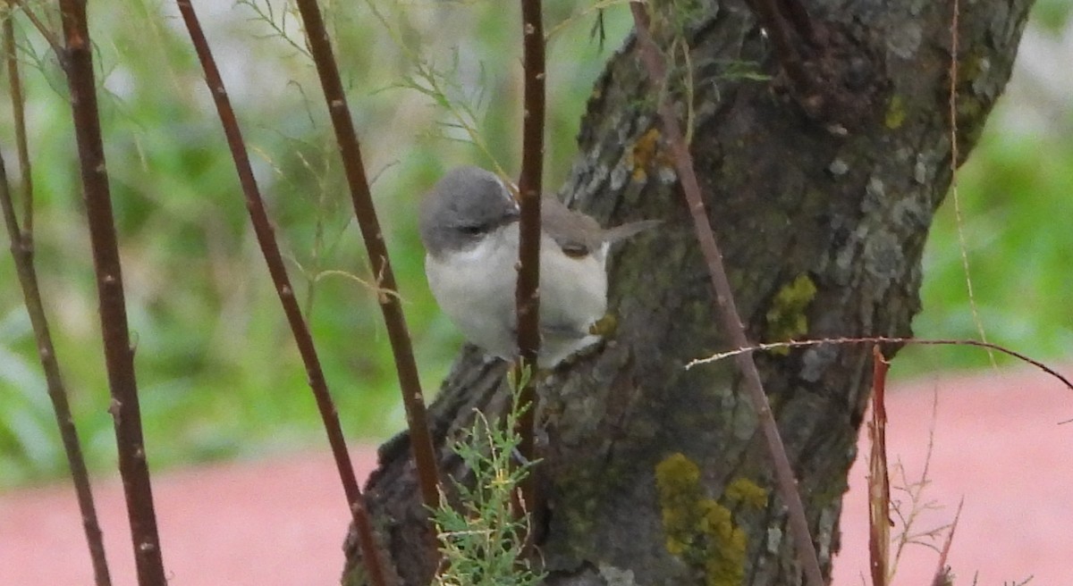 Curruca Zarcerilla - ML386339851