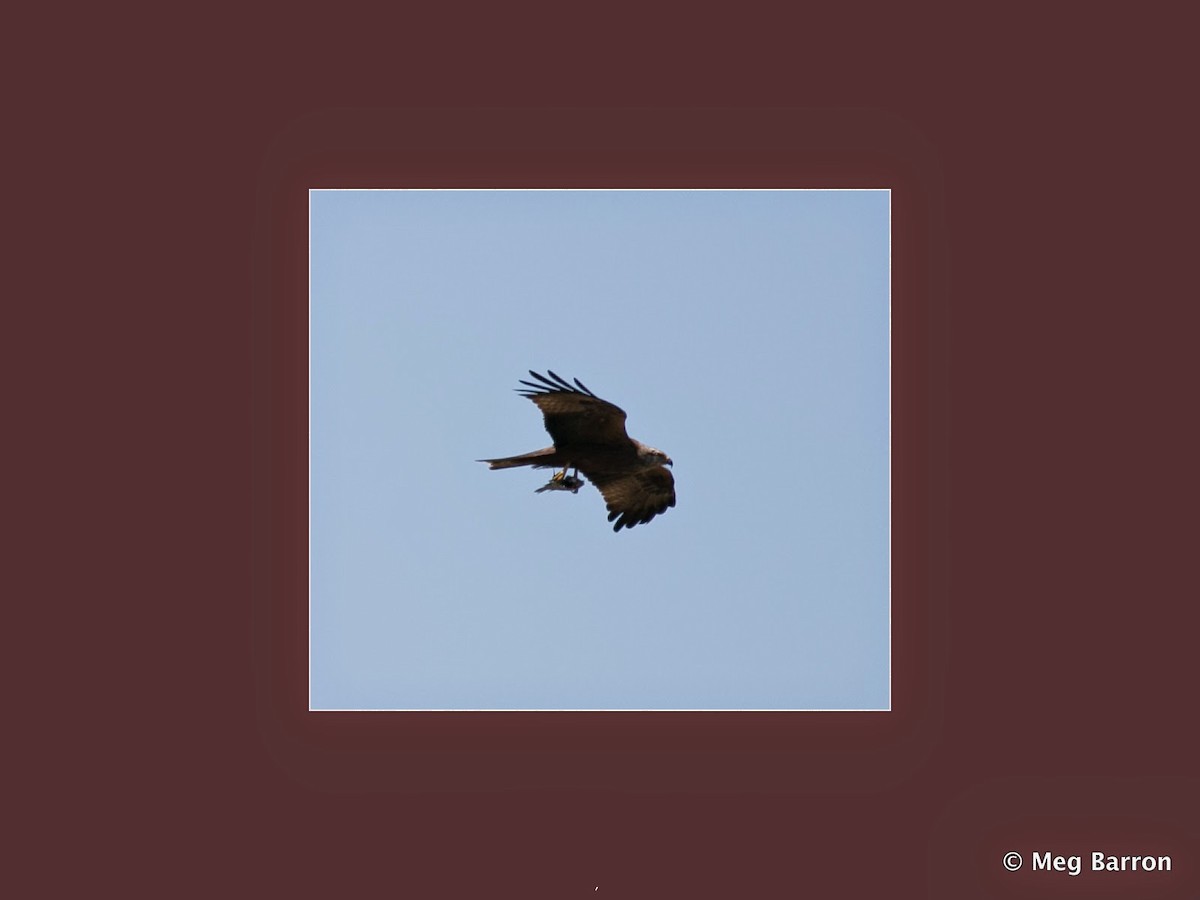 Black Kite - ML38634011