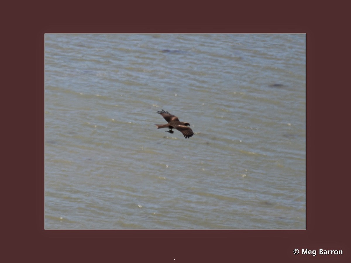 Black Kite - ML38634021