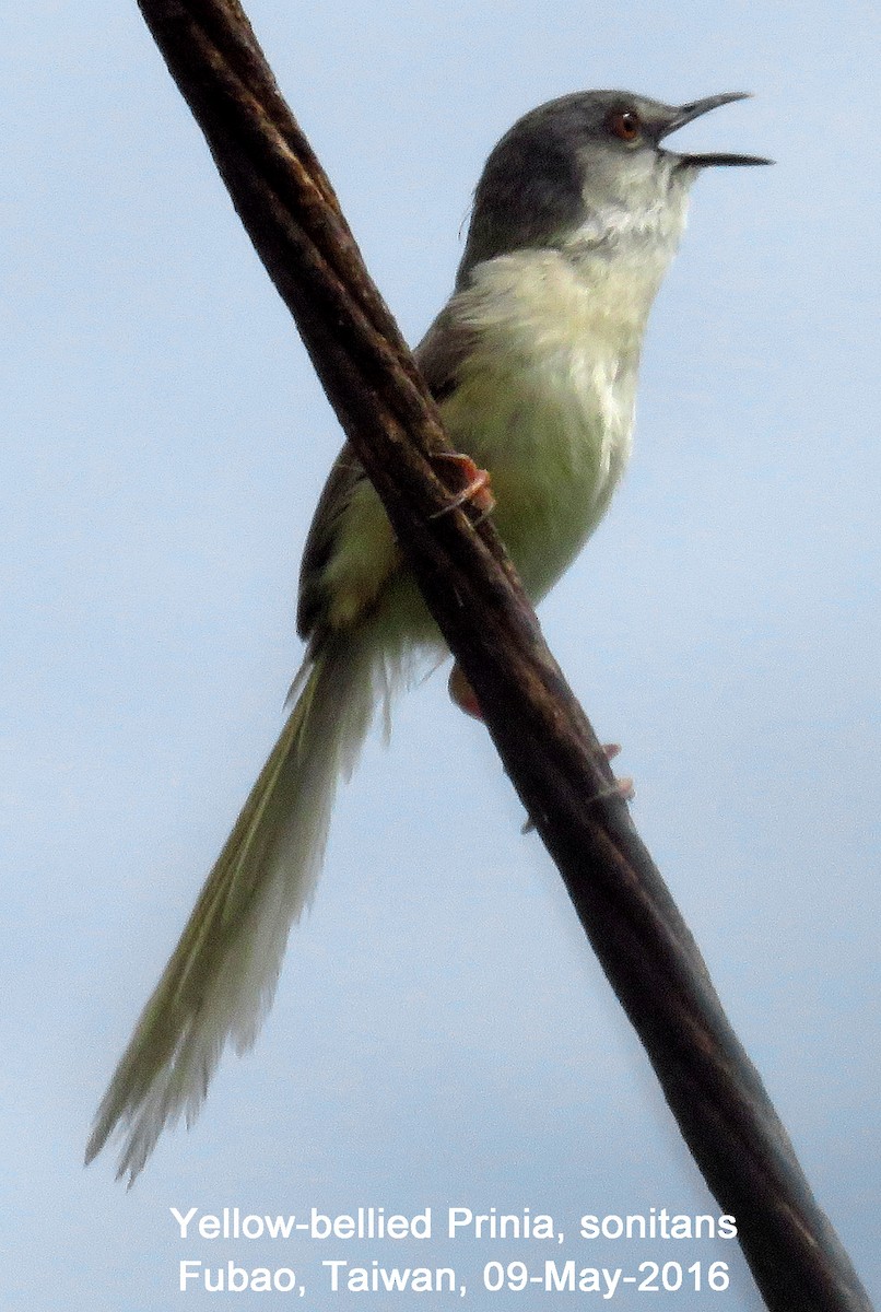 Prinia à ventre jaune - ML38634031