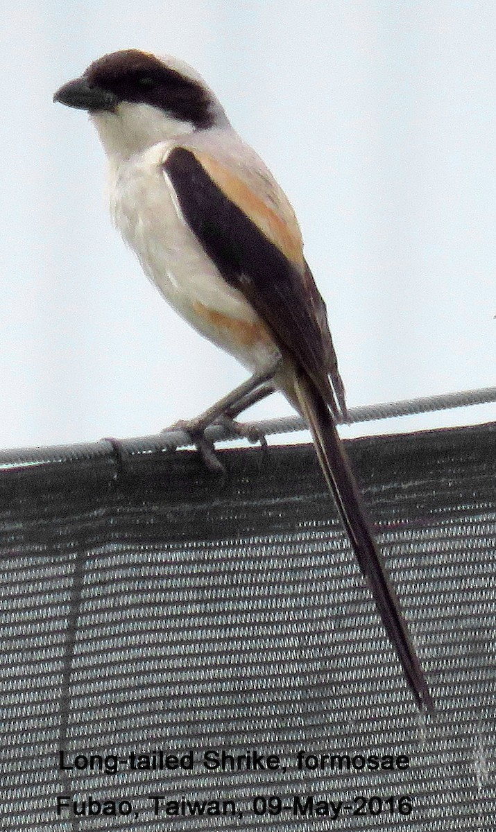 Long-tailed Shrike - Ed Thomas