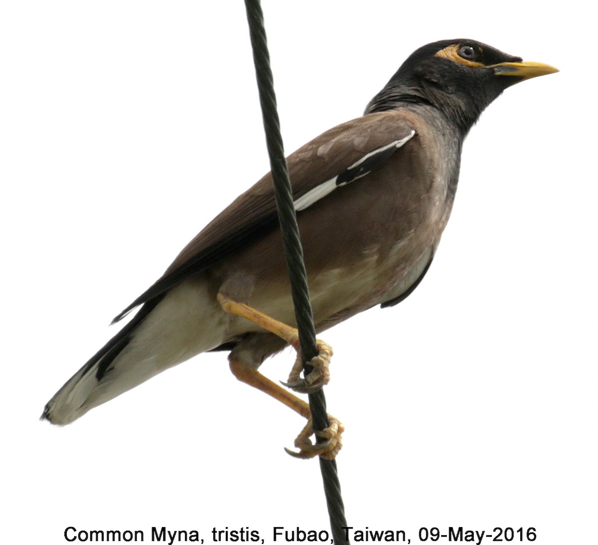 Common Myna - ML38634181