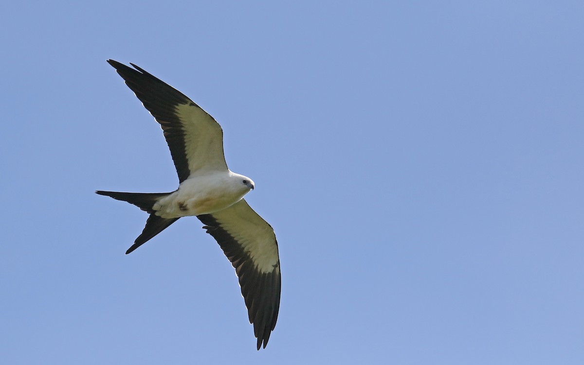 Swallow-tailed Kite - Christoph Moning