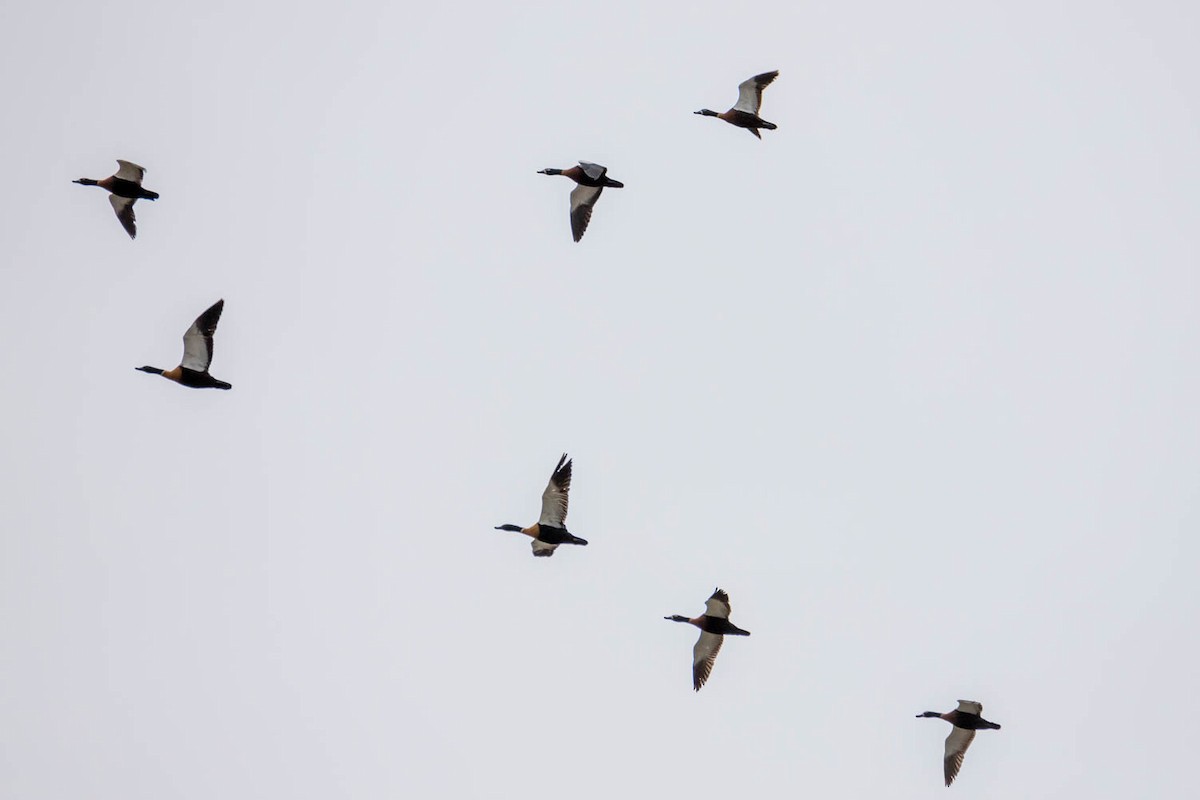 Australian Shelduck - Scott Jamieson