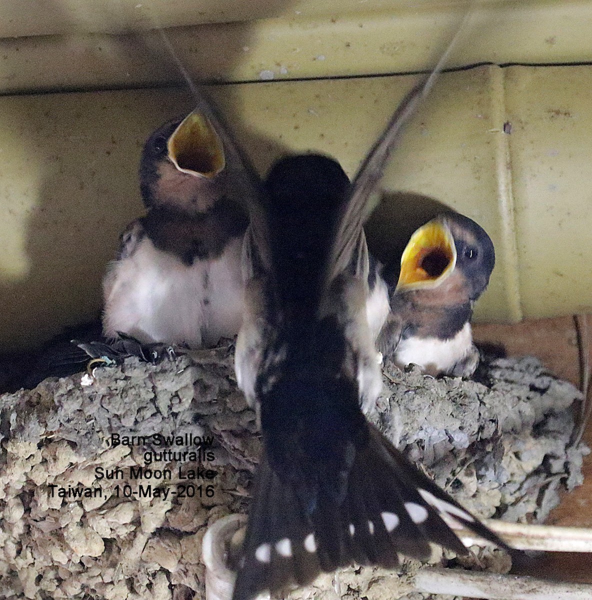 Barn Swallow - ML38634381