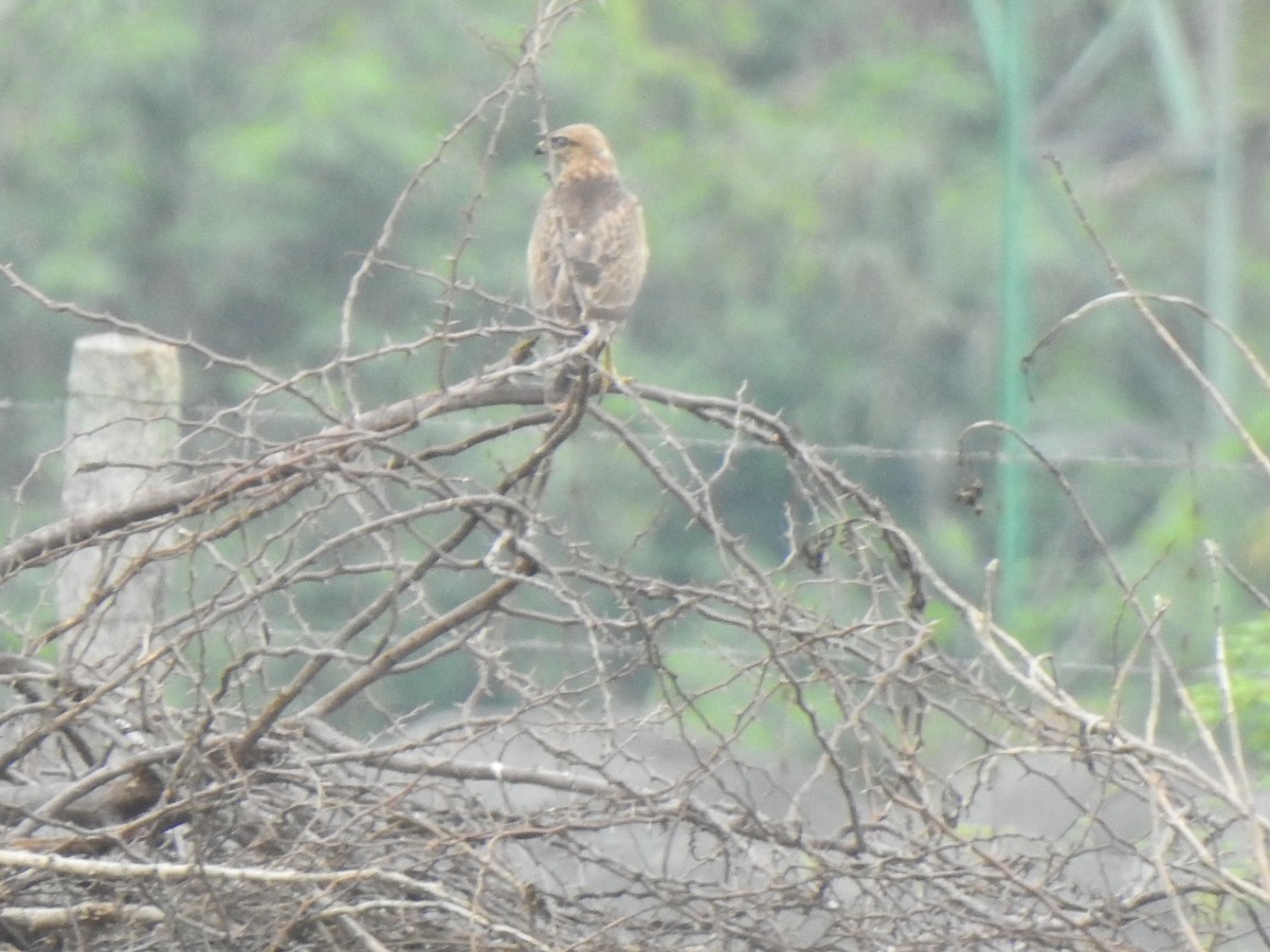 Common Buzzard - KARTHIKEYAN R