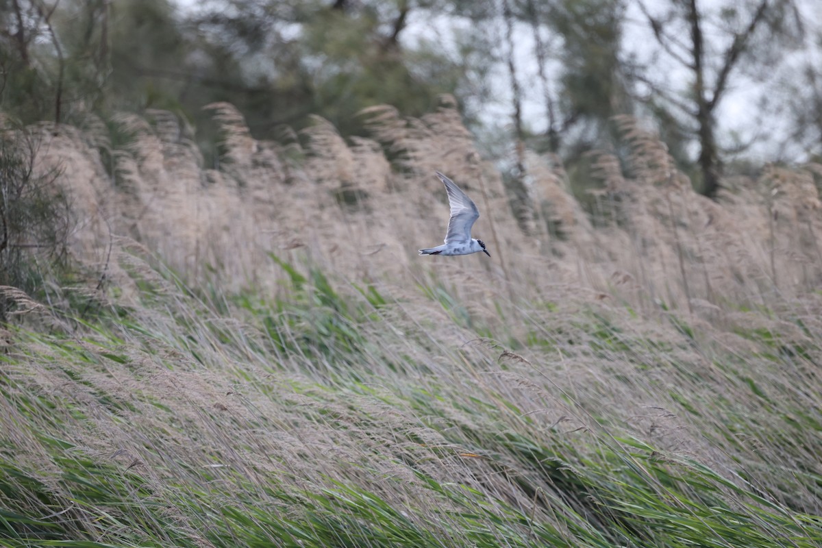 Whiskered Tern - ML386346091