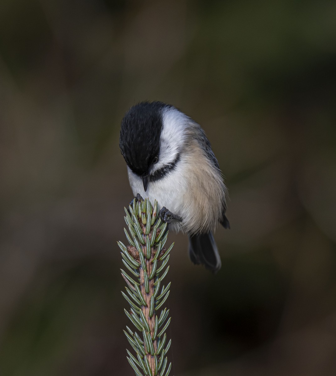 Mésange à tête noire - ML386346361