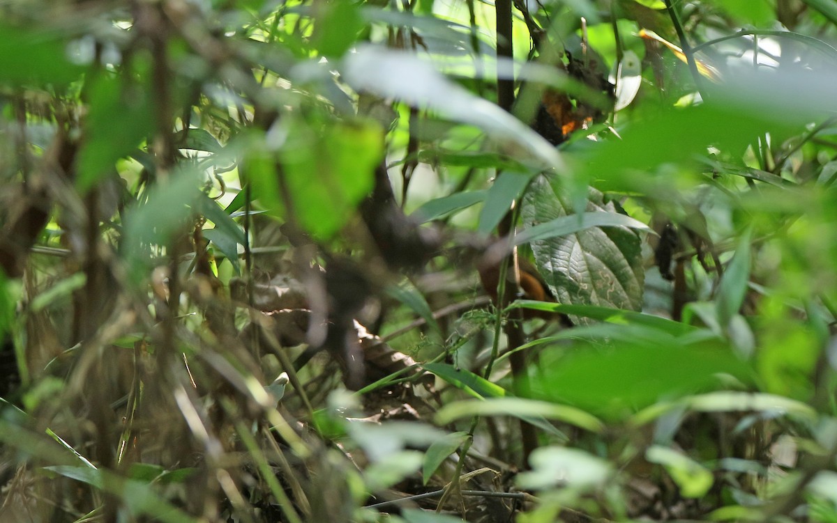 Rufous-breasted Piculet - ML386346541