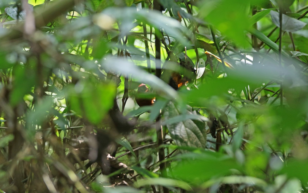 Rufous-breasted Piculet - ML386346551