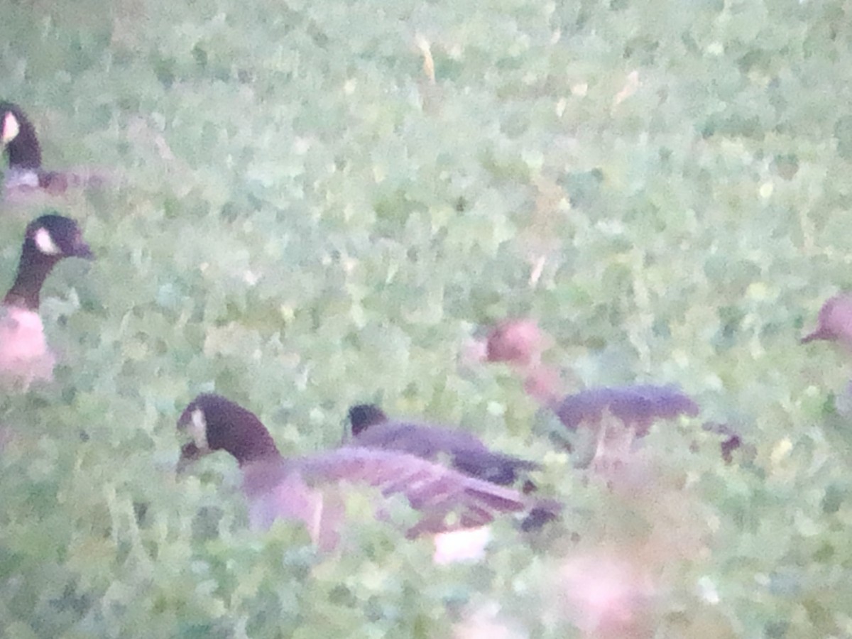 Greater White-fronted Goose - ML386347821