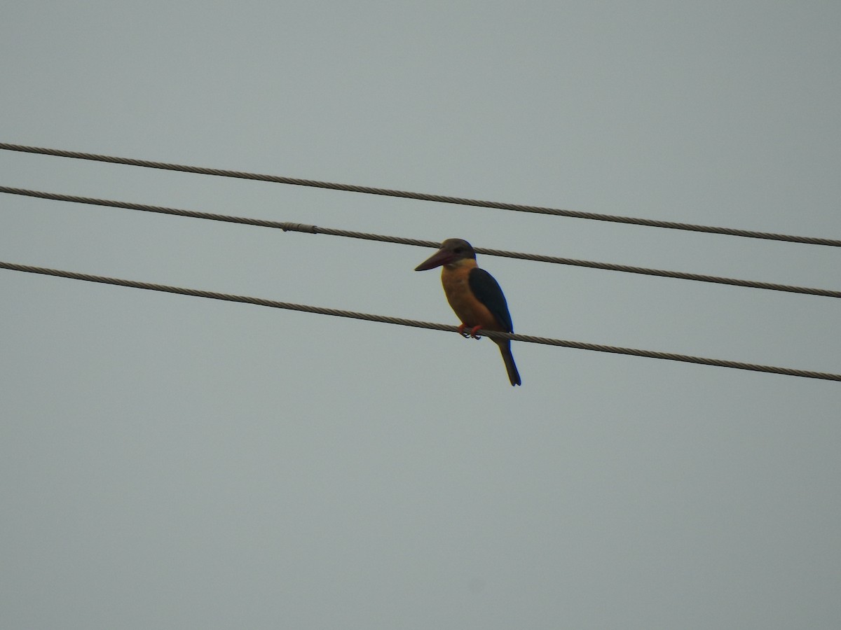 Stork-billed Kingfisher - KARTHIKEYAN R