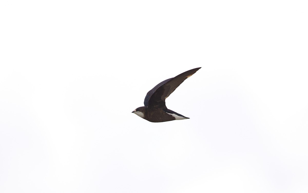 White-throated Needletail - Gus Daly