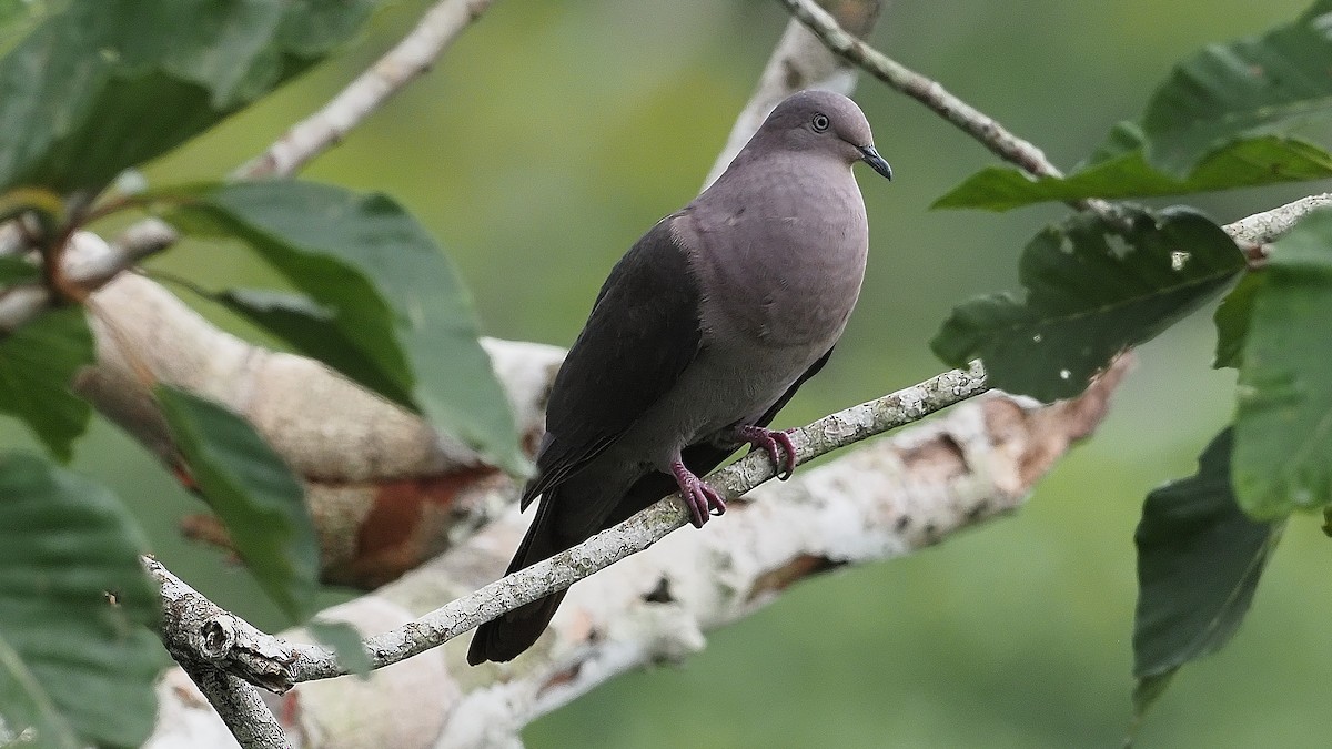 Pigeon plombé - ML386350951