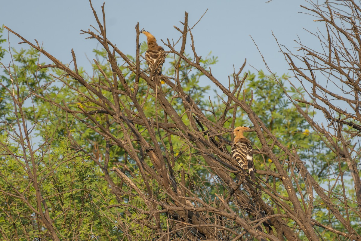 Eurasian Hoopoe - ML386351371