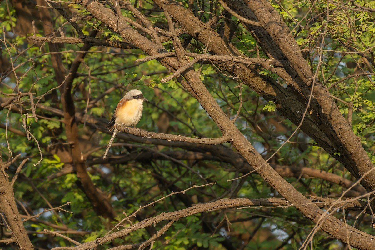 Bay-backed Shrike - ML386351381