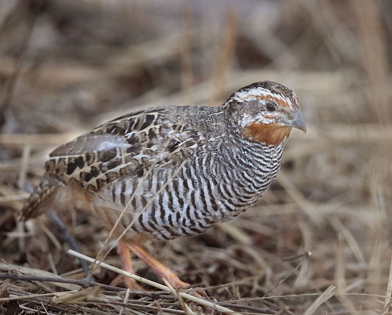 Jungle Bush-Quail - ML386351941